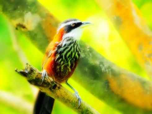 美丽无罪：雀鸟之绿鹛