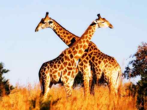 麒麟：传说的兽原型探秘（长颈鹿）