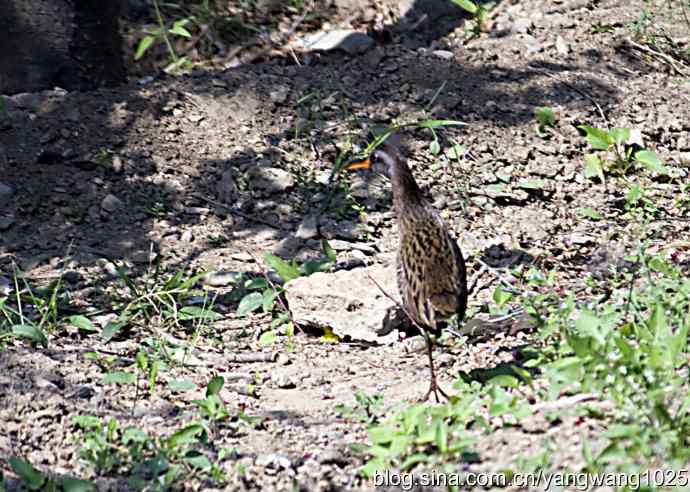 芦苇丛中的秧鸡 wbr2
