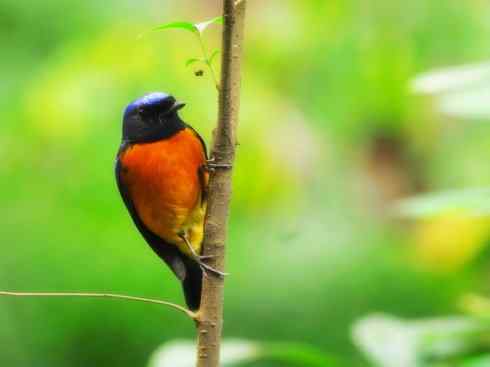 美丽无罪：雀鸟之仙鹟