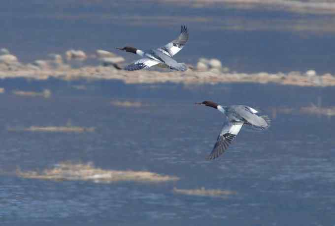 普沙鸭的幸福生活