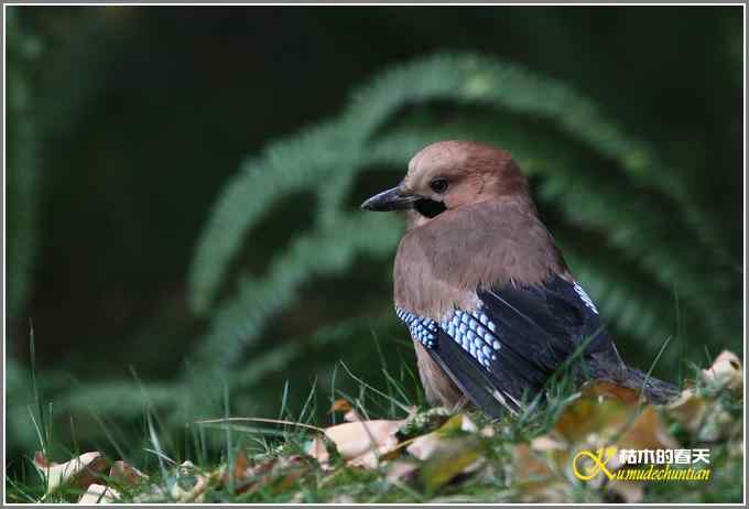 八哥&bull;松鸦【照片】