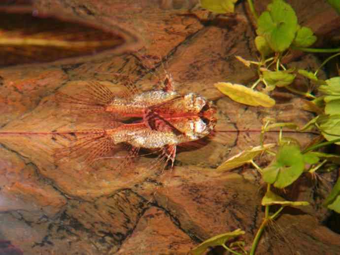 鱼类活化石:齿蝶鱼 鱼类活化石:齿蝶鱼