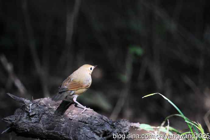 雌性蓝歌鸲（5）