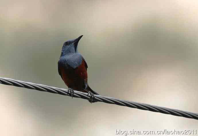 蓝矶鸫、蓝翡翠