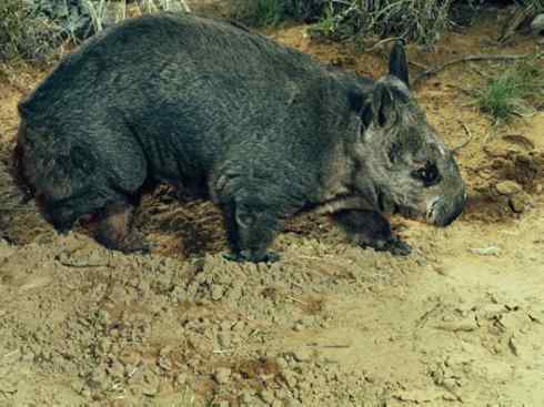 盘点十二大著名食蚁动物:袋食蚁兽 盘点十二大著名食蚁动物:袋食蚁兽
