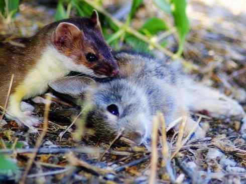 十大喜食蜂蜜动物：黄喉貂