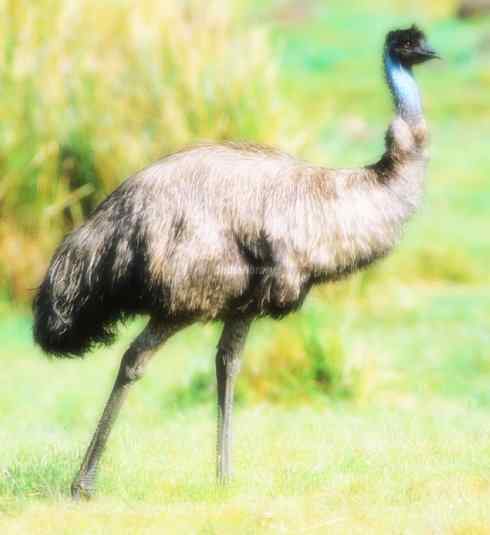 家禽驯化之源之十二