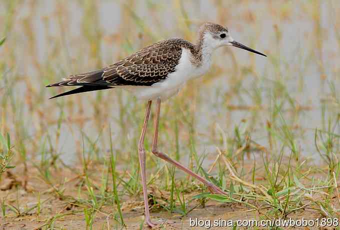 鸬鹚红腿儿和麦鸡鈥斺斈诿晒勰裥校ㄋ模