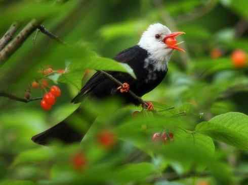 白头鸟系列：另类的美丽