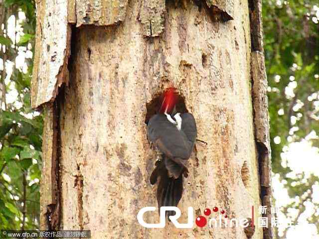 【视频】勇敢的啄木鸟 敢于和蛇战斗 【视频】勇敢的啄木鸟 敢于和蛇战斗