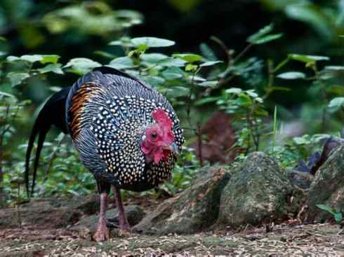 凤凰：传说的鸟原型探秘（原鸡）