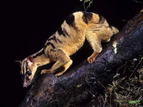 犬科：犬亚科犬属之金豺、黑背豺（胡狼类）