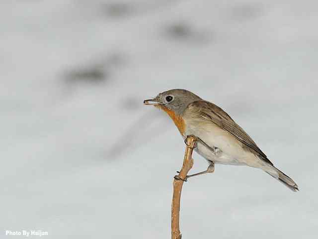 红胸姬鹟演绎冬天里的童话