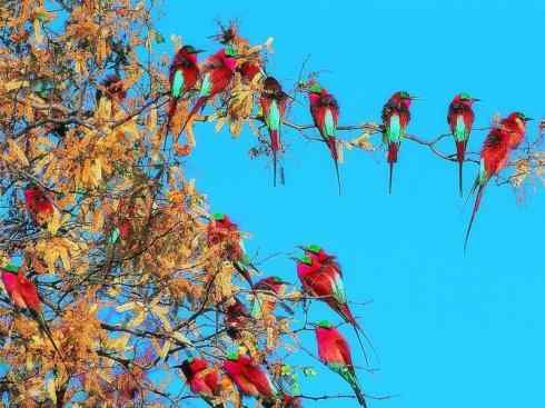 极品红色鸟类:红蜂虎 极品红色鸟类:红蜂虎