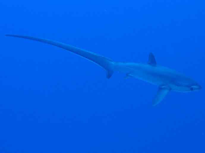 鱼类活化石：魔鬼鲨