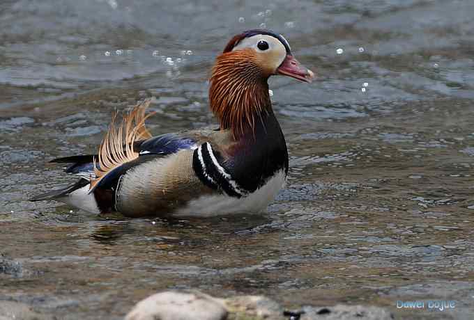白河六月几只鸟　