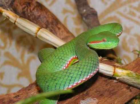 龙:传说的兽原型探秘(蝮蛇类) 龙:传说的兽原型探秘(蝮蛇类)