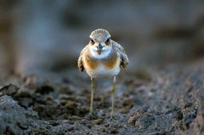 一组野鸭湖的鸻(heng)鹬(yu)类鸟