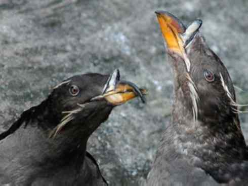 奇特的盔：角嘴海雀