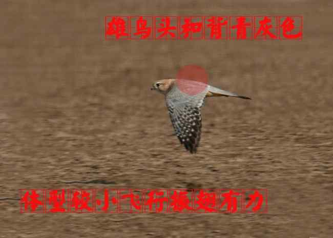 灰背隼:雄鸟 猛禽大全——中国东部地区27种迁徙类猛禽辨识