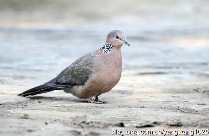 北京天坛公园的鸟类——珠颈斑鸠 2