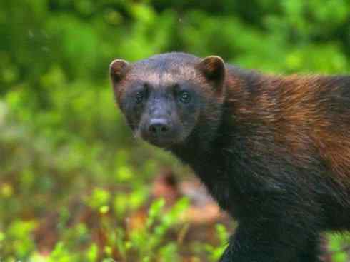 十大喜食蜂蜜动物：蜜獾