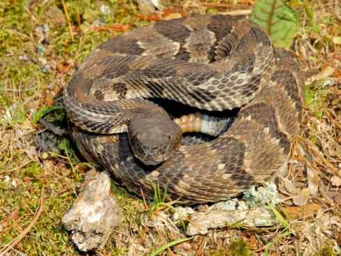 龙：传说的兽原型探秘（响尾蛇类）