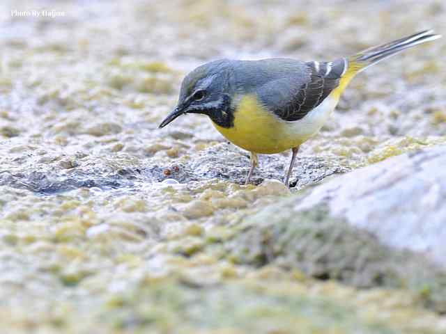 房山十渡(灰鹡鸰) 房山十渡(灰鹡鸰)