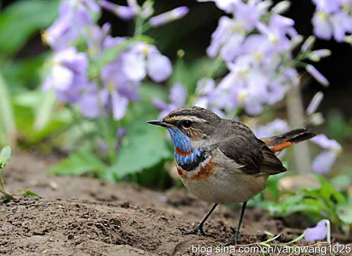 蓝喉歌鸲 wbr1 蓝喉歌鸲 wbr1