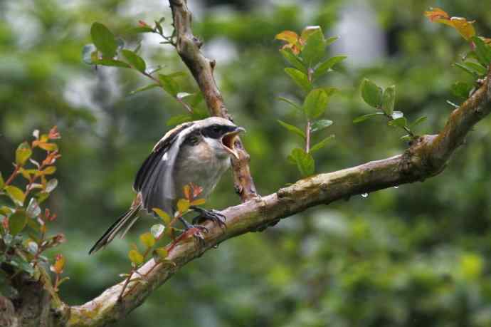 206.小伯劳成长记（2）雨中喂食