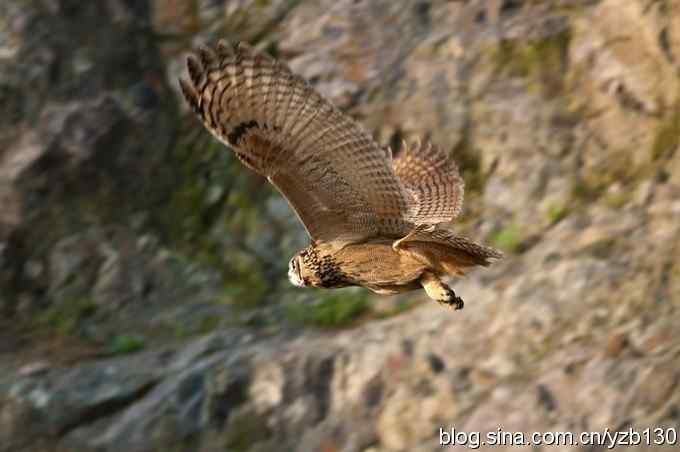 终于拍到大雕神猫了鈥斺敱贝骱有菁俚谒摹⑽逄欤ㄗ橥迹18张图片）