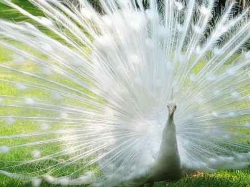 凤凰：传说中的鸟原型探秘（孔雀）