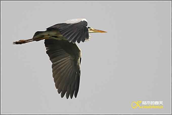 棕腹啄木鸟和其他【照片】