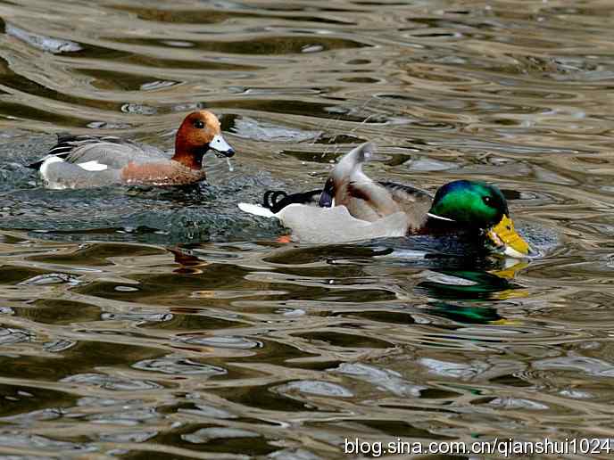 水禽湖冬季运动会