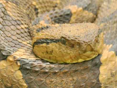 龙：传说的兽原型探秘（响尾蛇类）