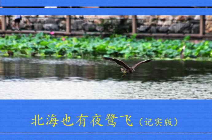 北京北海公园的鸟类——北海也有夜鹭飞（记实版）