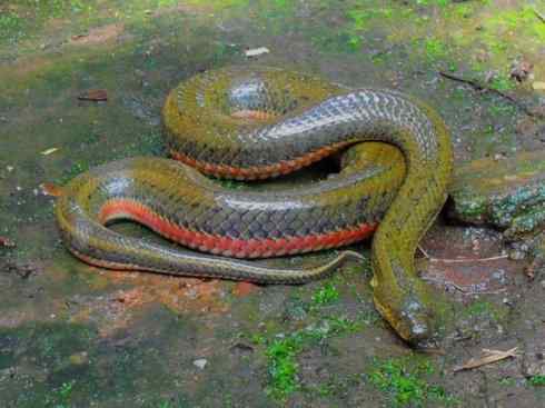 龙：传说的兽原型探秘（水蛇类）