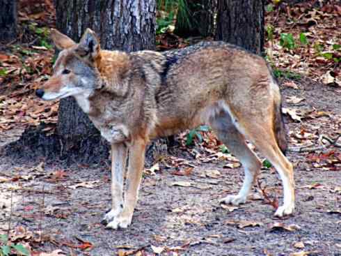 犬科:犬亚科犬属之郊狼、红狼 犬科:犬亚科犬属之郊狼、红狼