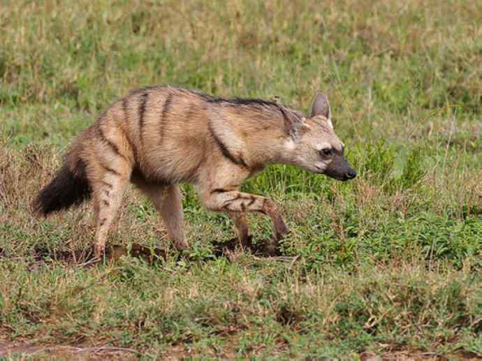 盘点十二大著名食蚁动物：土狼
