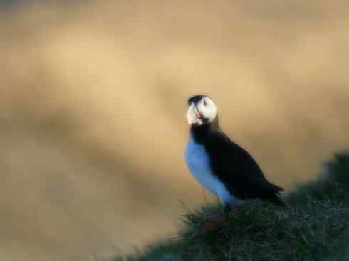 猎奇：奇特的鸟喙之七