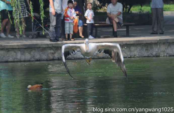 再拍大鹈鹕 wbr3 再拍大鹈鹕 wbr3