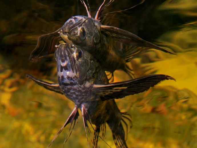 鱼类活化石：齿蝶鱼