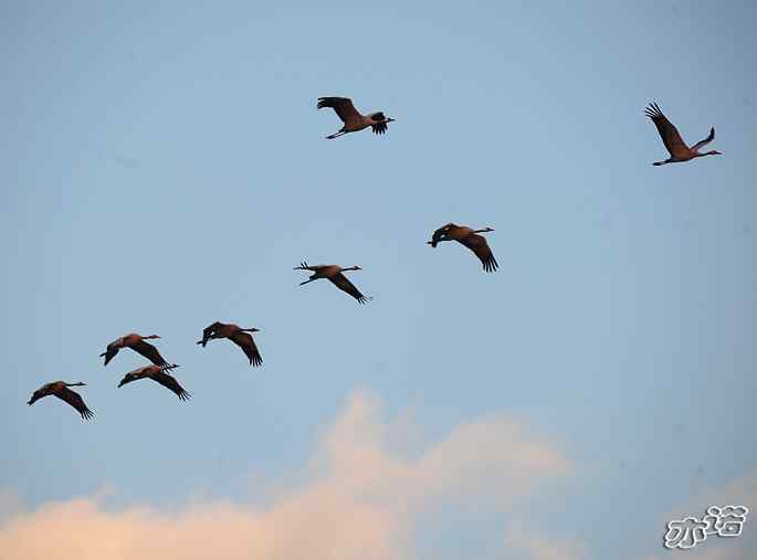 官厅水库&nbsp;wbr路&nbsp;wbr灰鹤