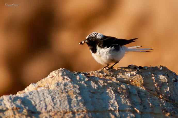 白顶鵖育雏 白顶鵖育雏