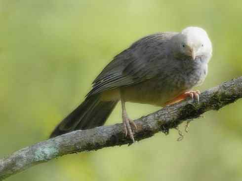 白头鸟系列：另类的美丽5