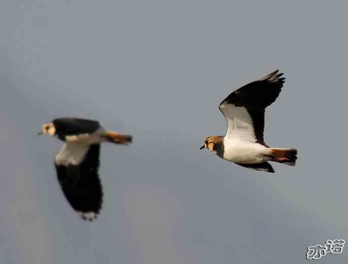 官厅水库&nbsp;wbr路&nbsp;wbr凤头麦鸡