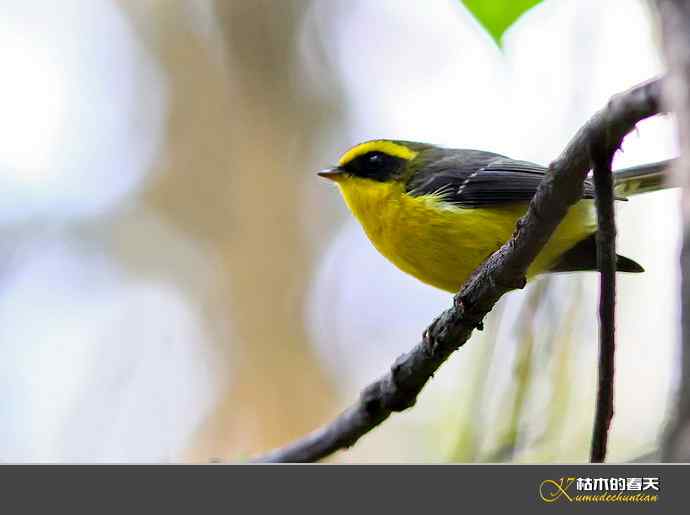 腾冲拍鸟：黄腹扇尾鹟、栗腹shi、栗臀shi