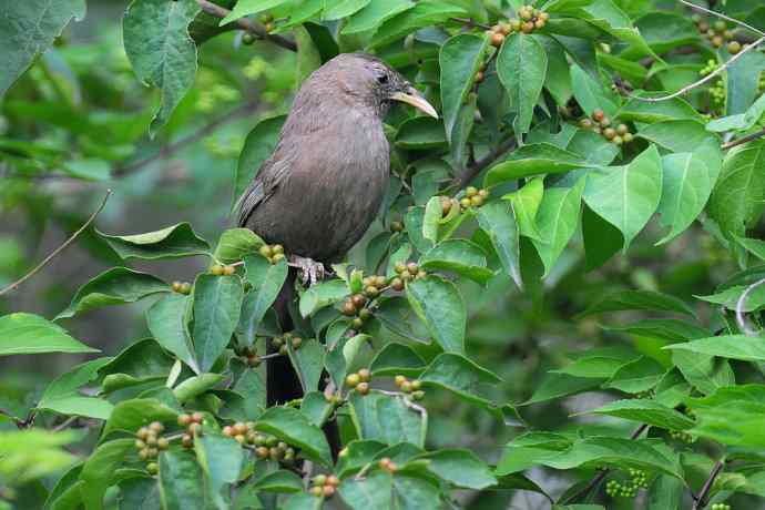 植物园的山噪鹛