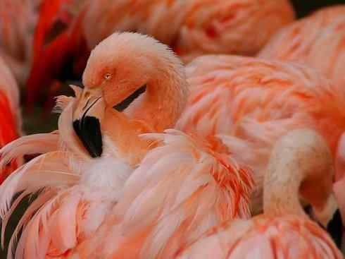 极品红色鸟类:火烈鸟 极品红色鸟类:火烈鸟